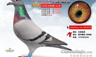 宇航公棚赛鸽公棚